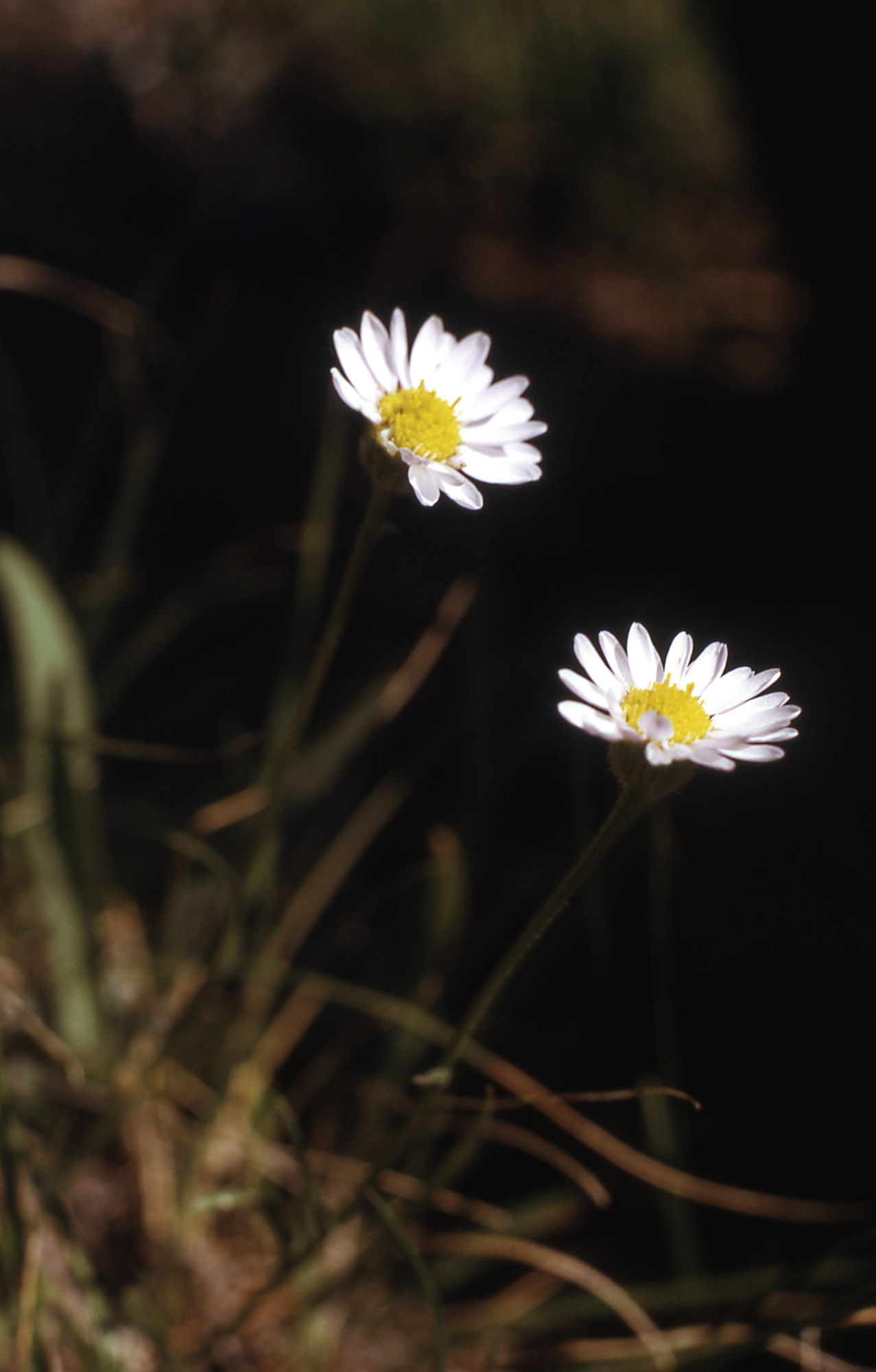 Erigeron eatonii
