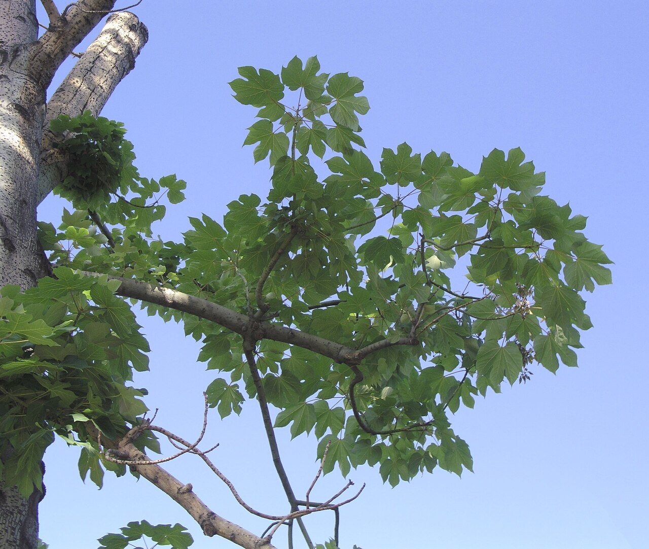 Chinese parasol tree