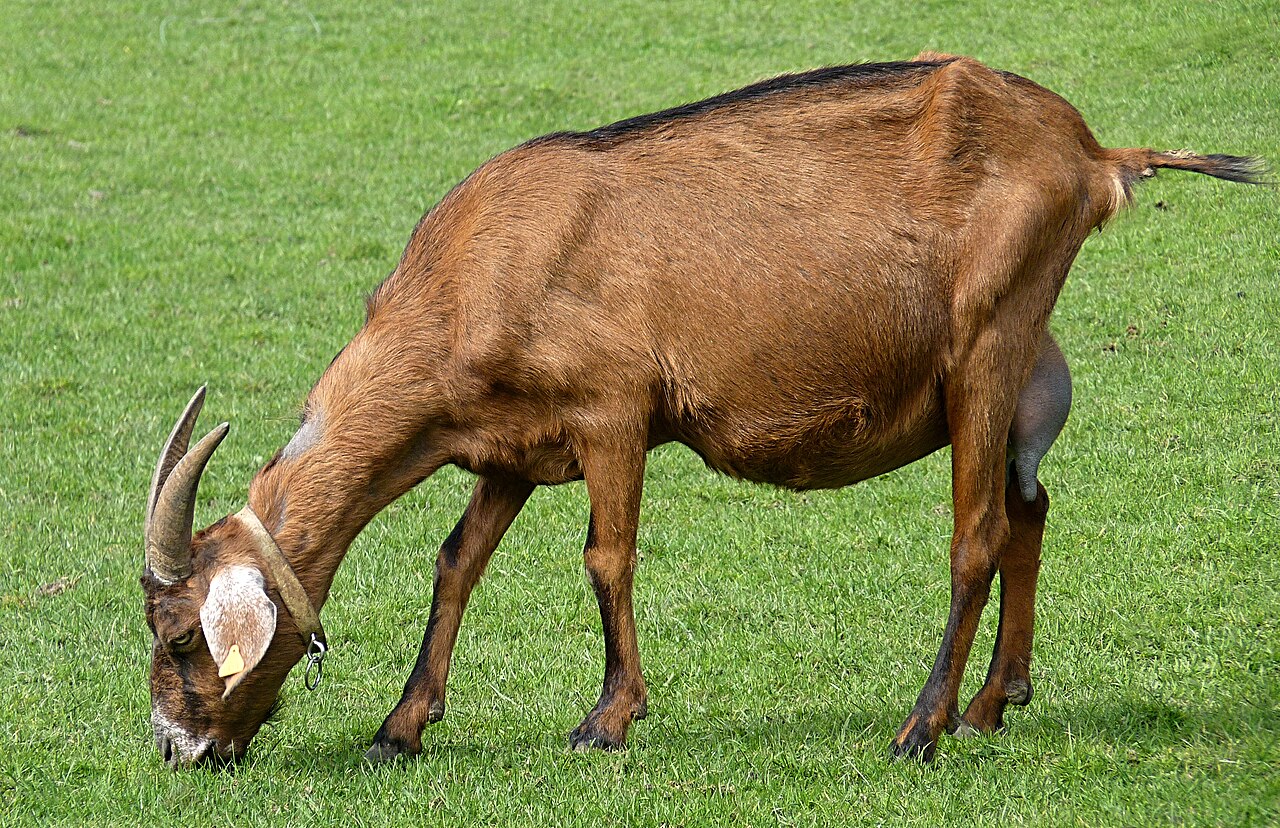 Belgian Fawn