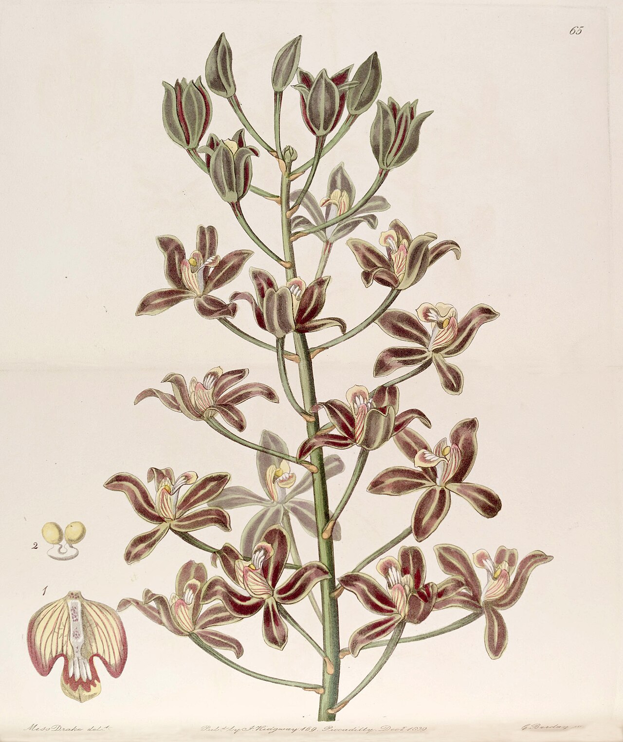Grammatophyllum multiflorum