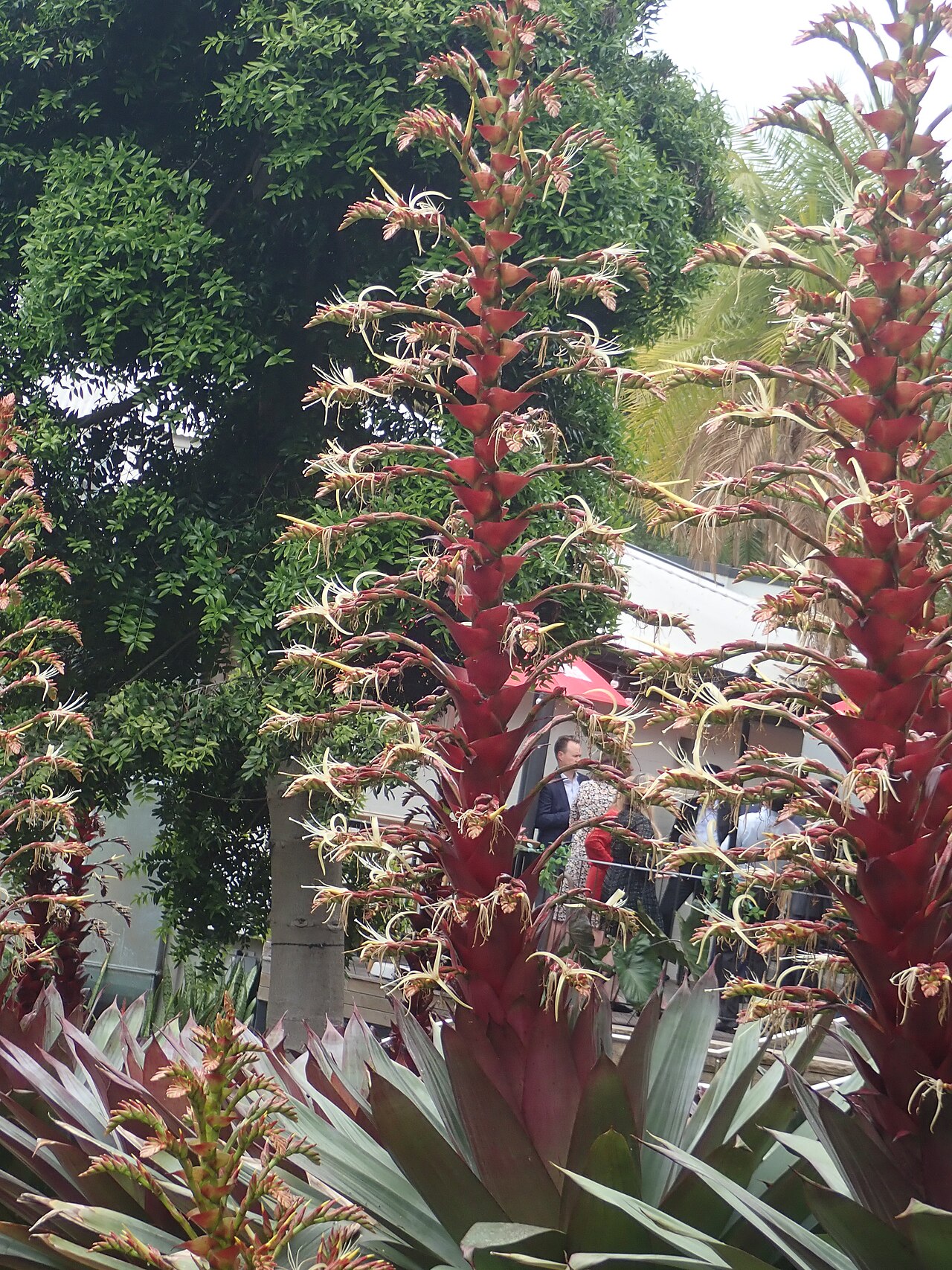 Alcantarea imperialis
