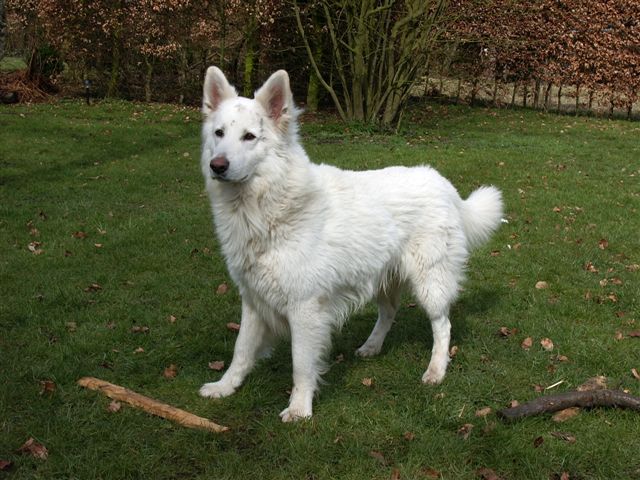 White Swiss Shepherd
