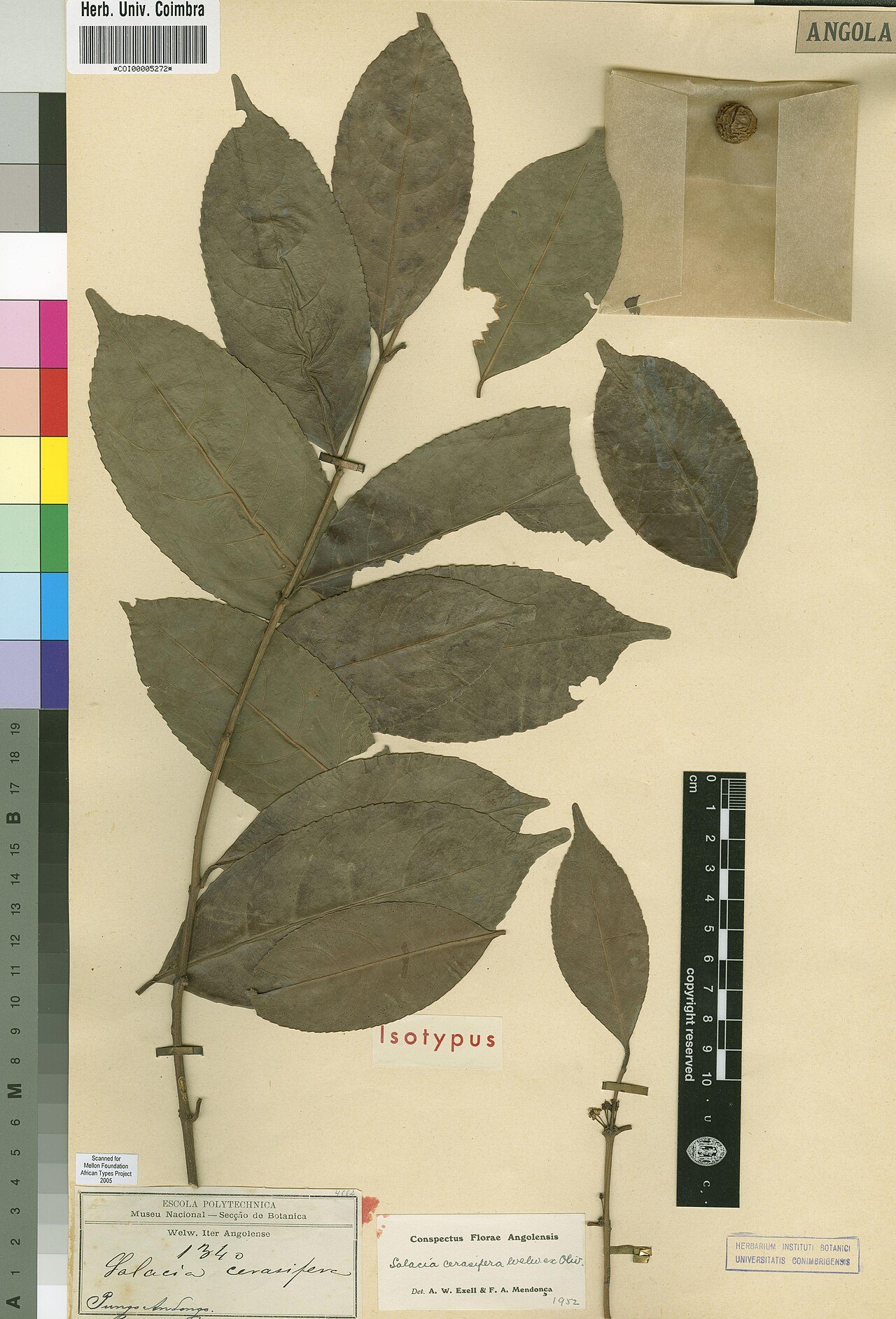 Salacia cerasifera