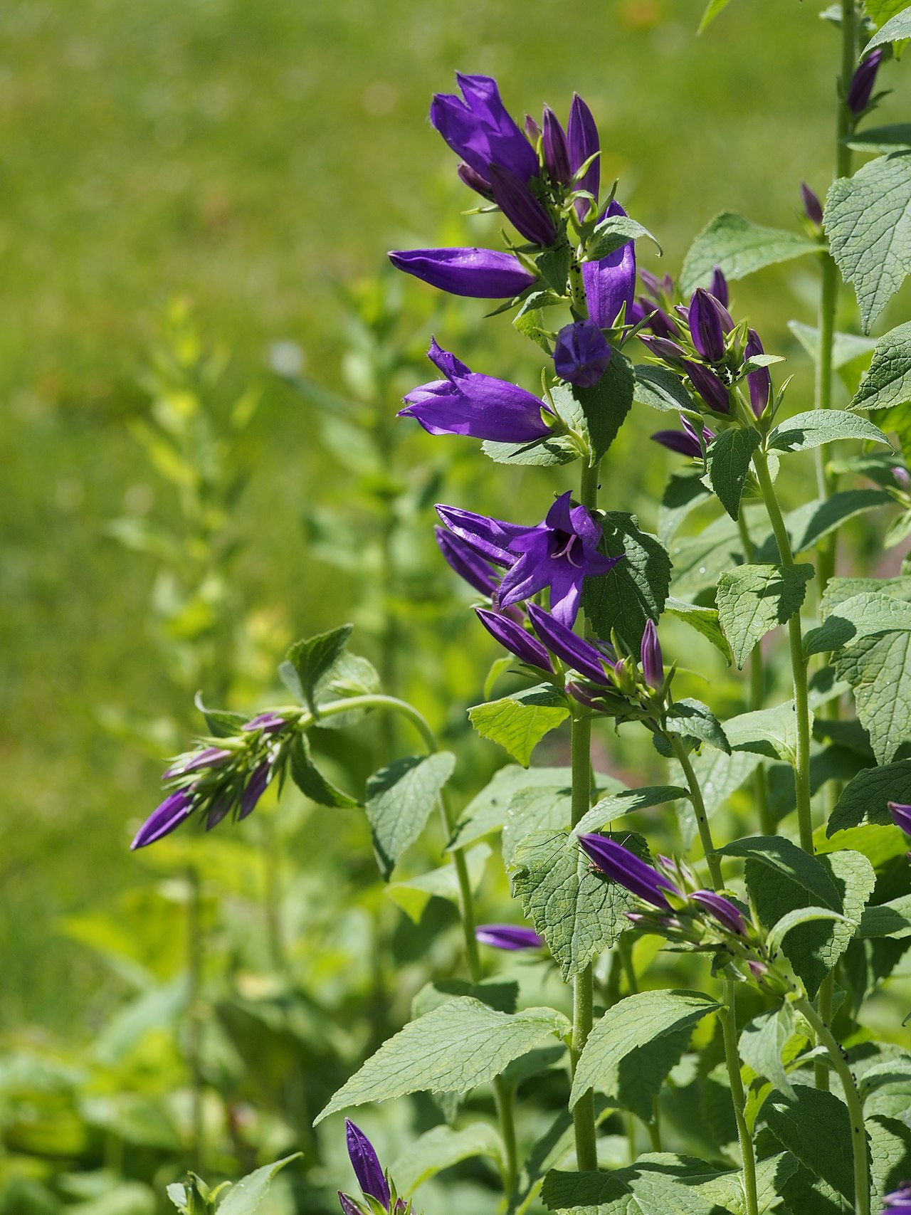 Campanula collina
