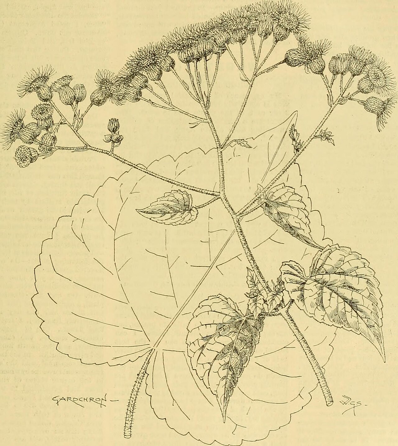 Eupatorium petiolare