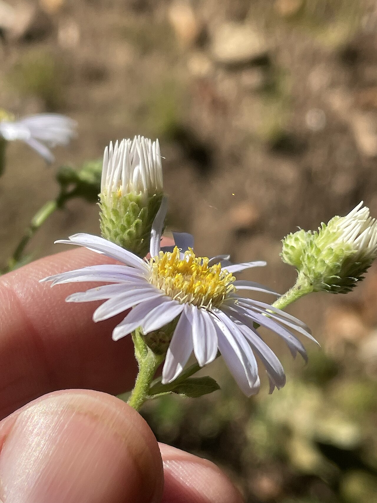 Bouquet aster or dwarf aster