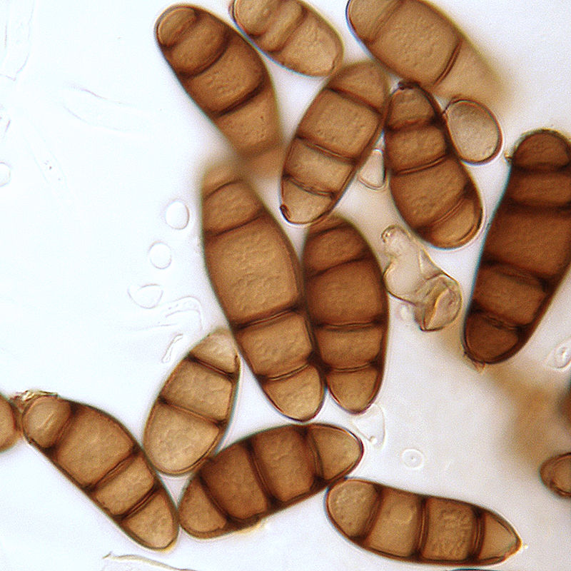 Cochliobolus lunatus