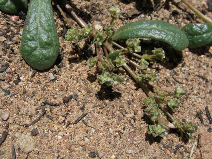 Cistanthe monandra