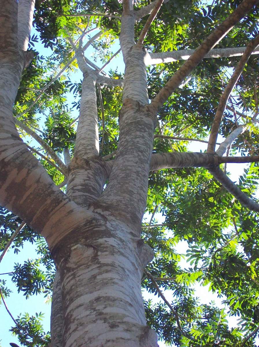 Dysoxylum rufum