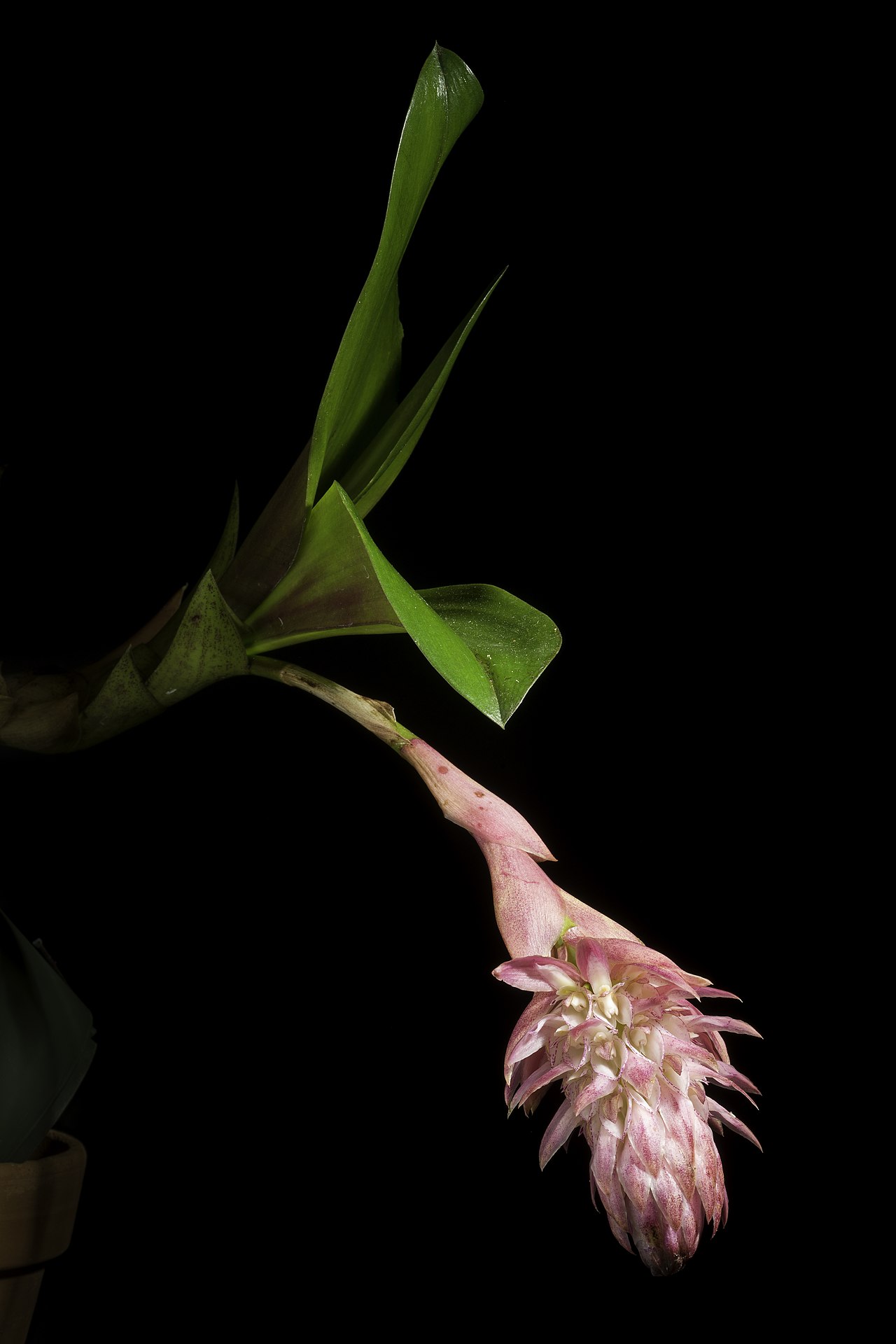 Bulbophyllum hamelinii