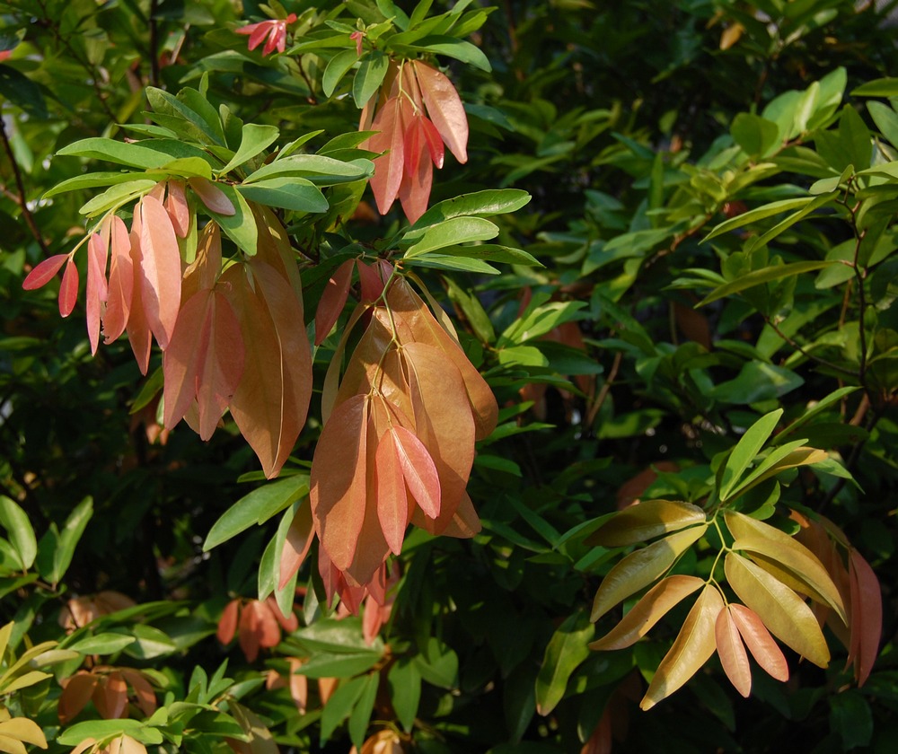 Cynometra cauliflora