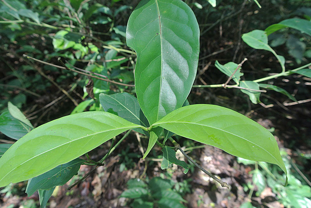 Diplopterys