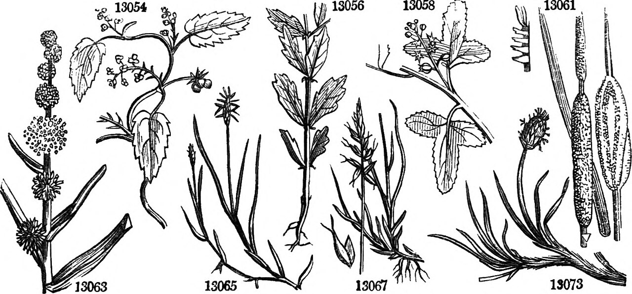 Tragia urens
