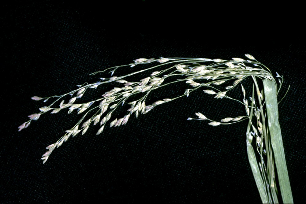 Glyceria striata