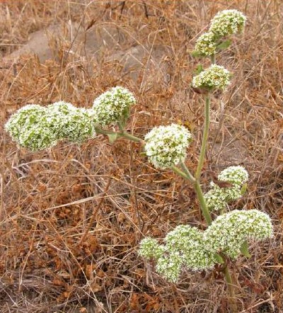 Chorizanthe robusta