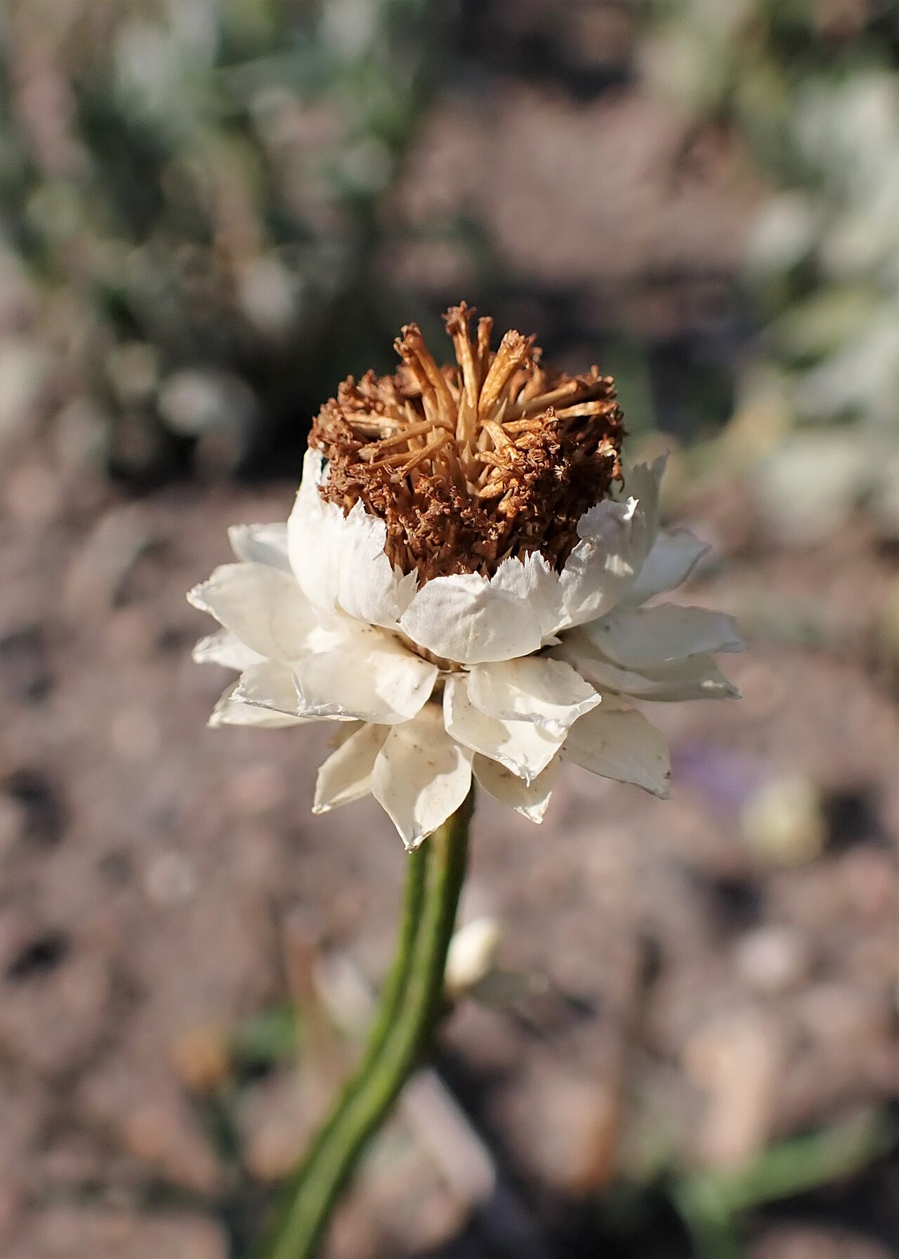Winged everlasting