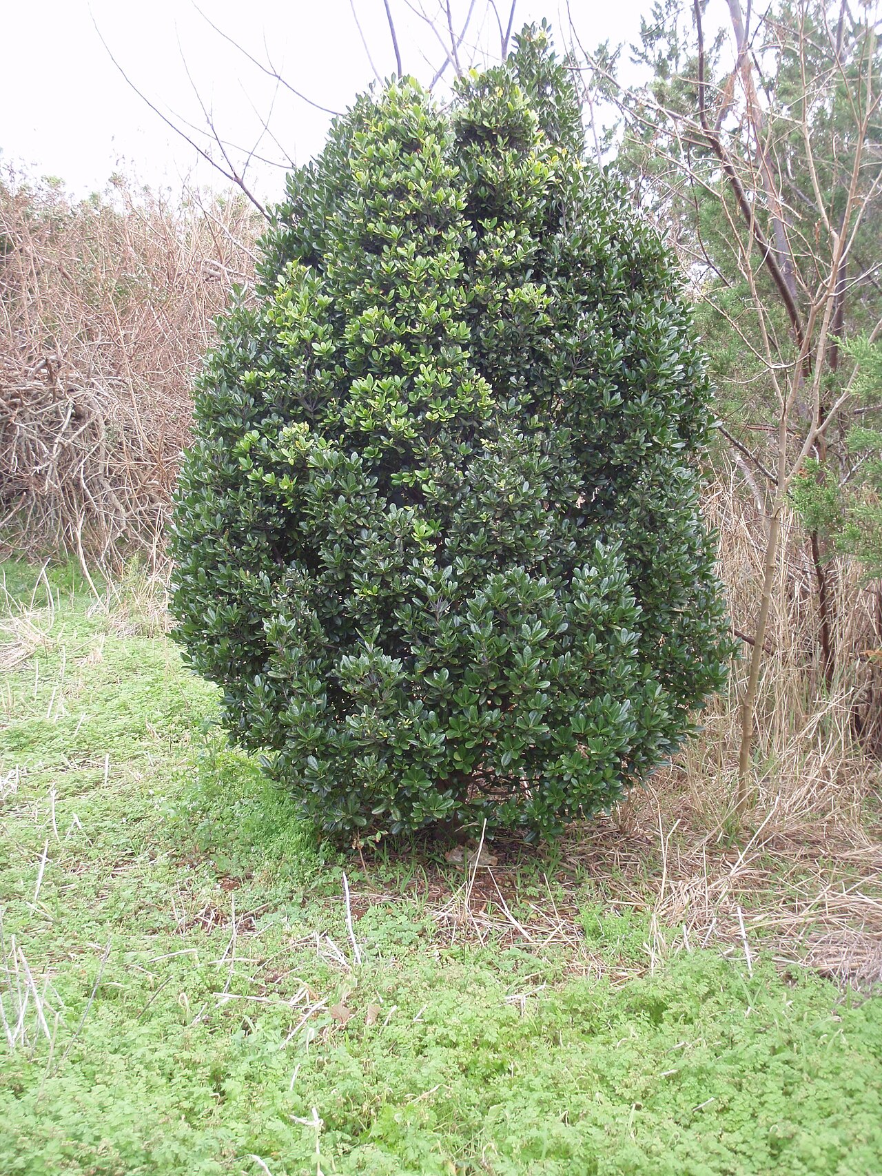 Cassine laneana