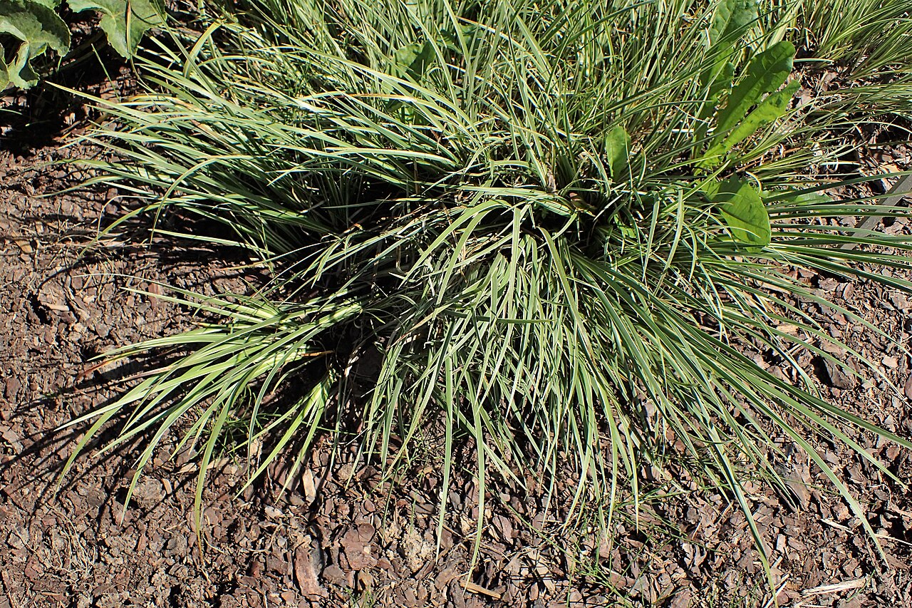 Grass-leaf sweet flag