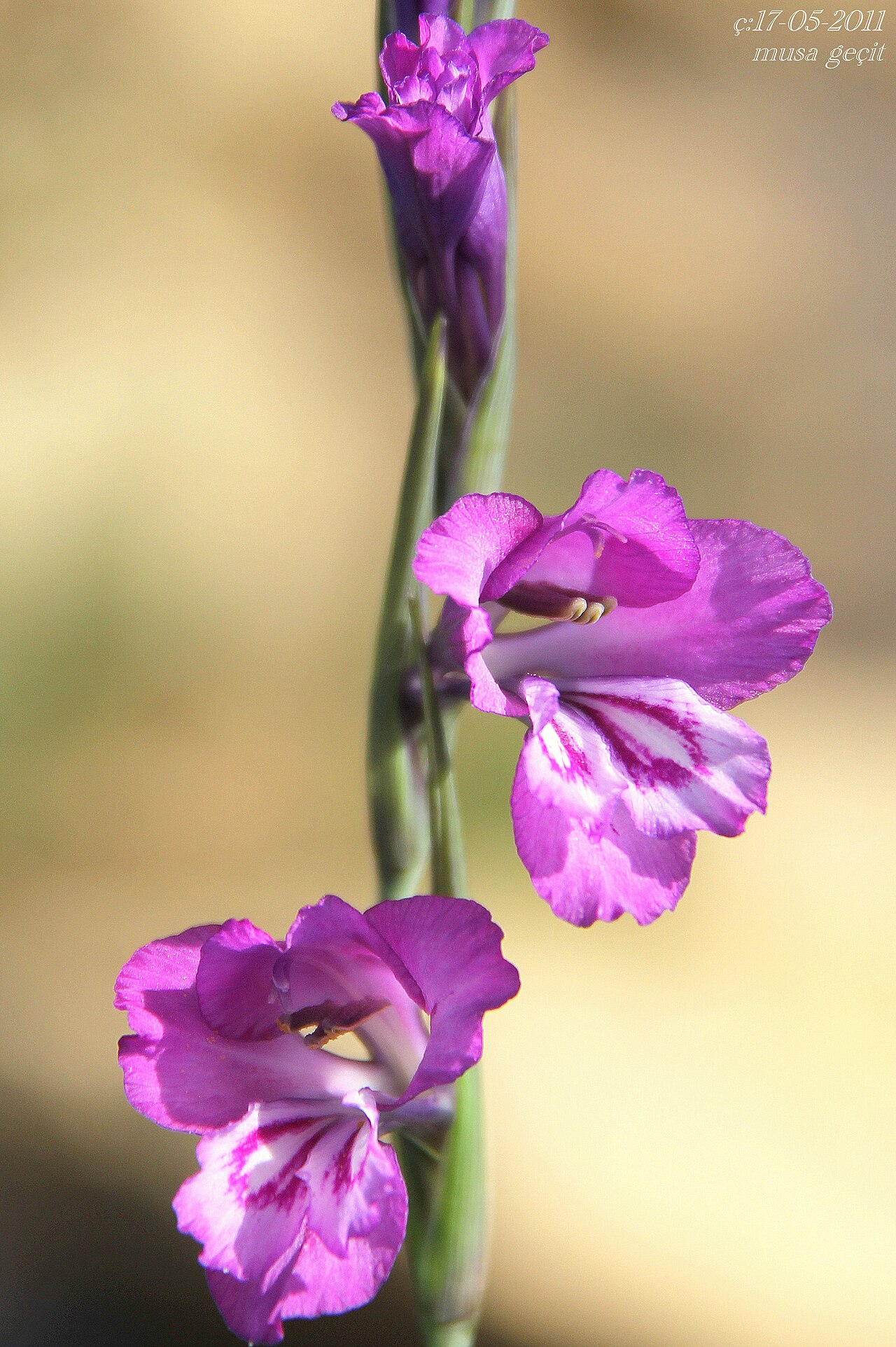 Gladiolus kotschyanus