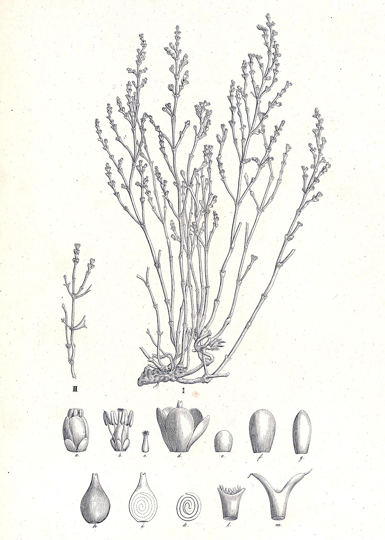 Anabasis salsa
