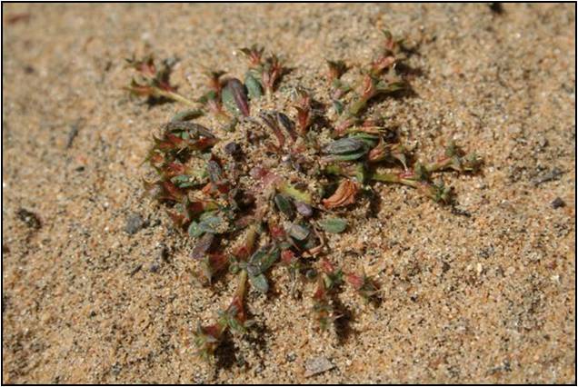 Chorizanthe orcuttiana