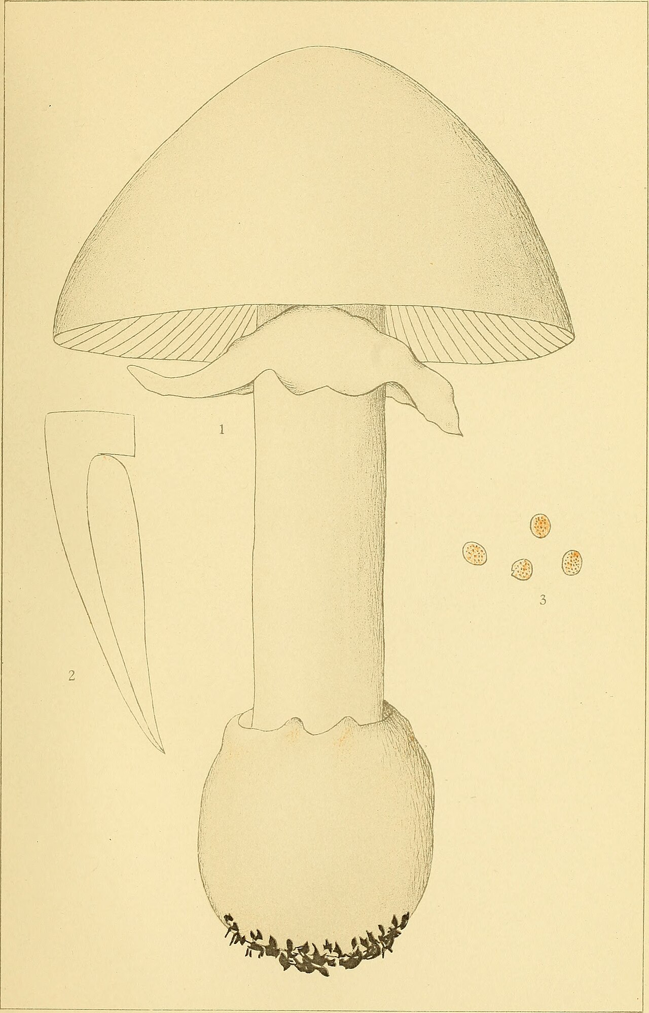 Amanita ovoidea