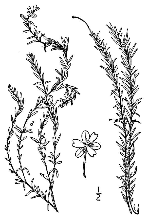 Elodea nuttallii