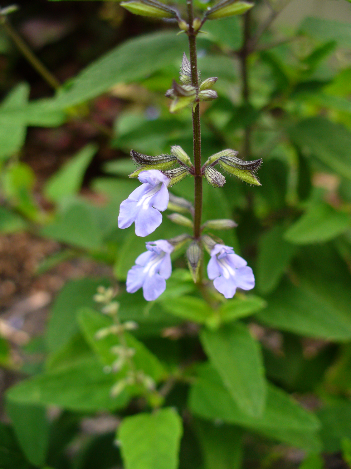 Salvia caymanensis