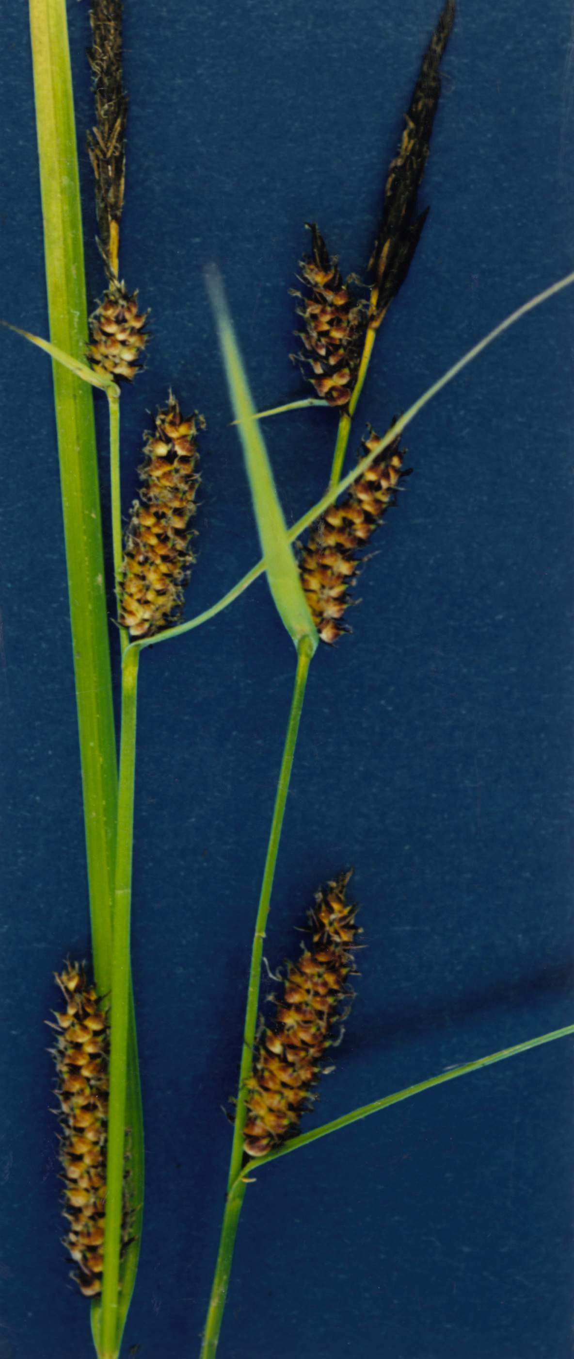 Carex pellita