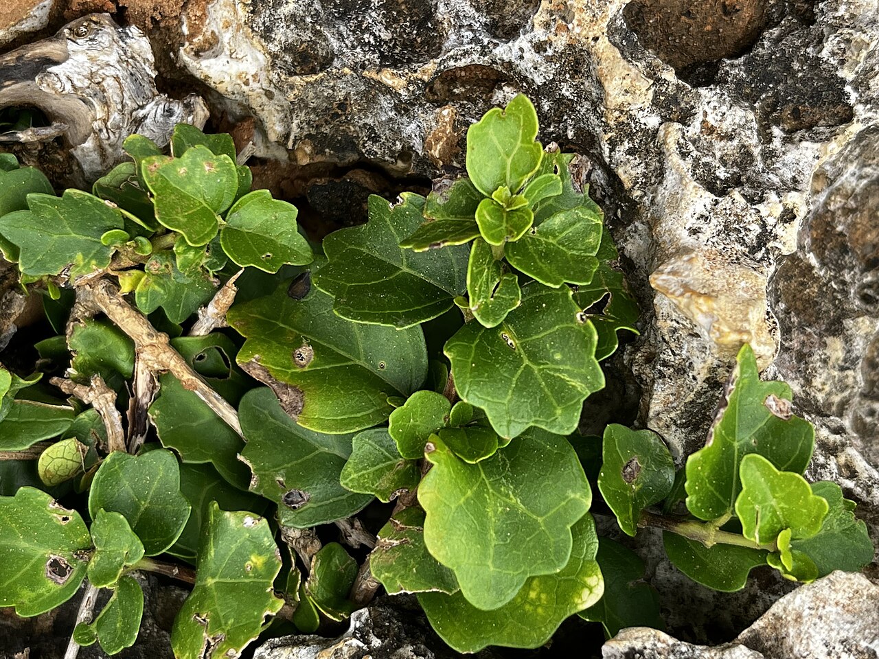 Premna hengchunensis