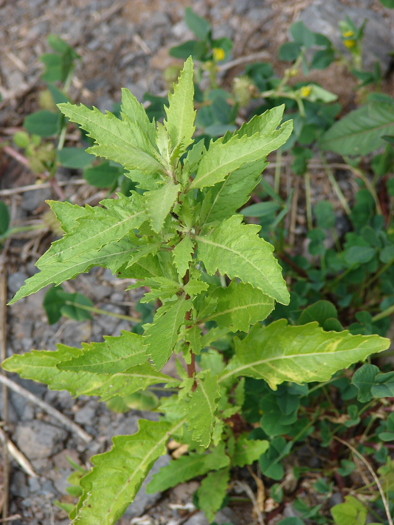 Chenopodiastrum erosum