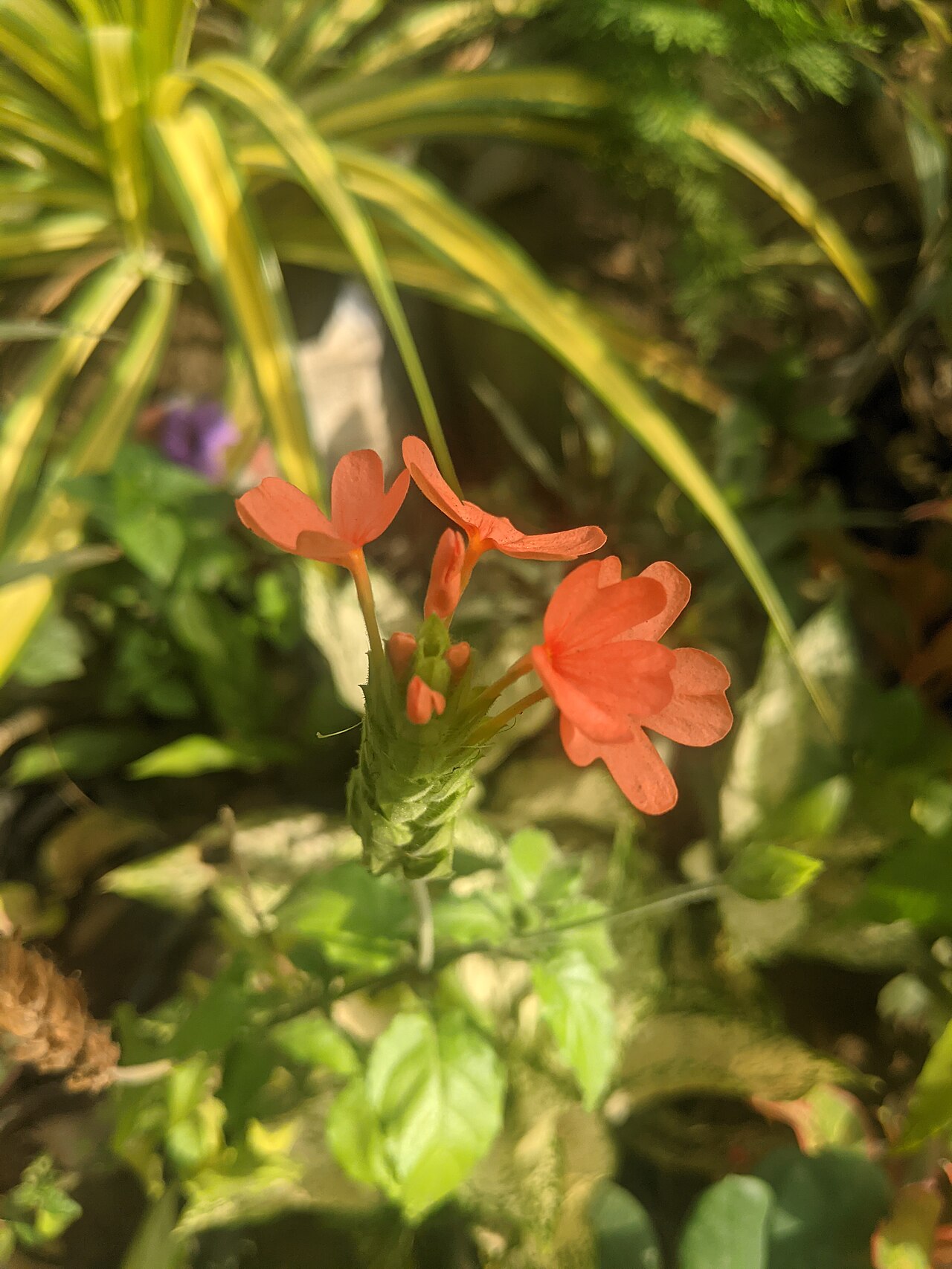 Crossandra infundibuliformis