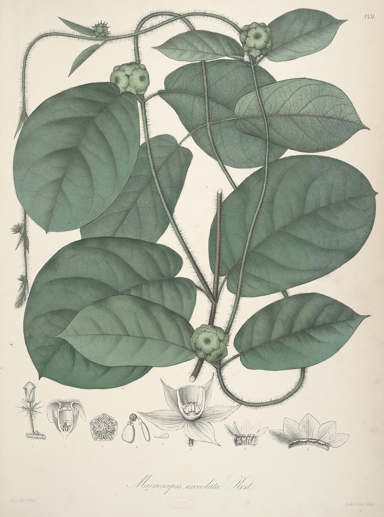 Macroscepis urceolata