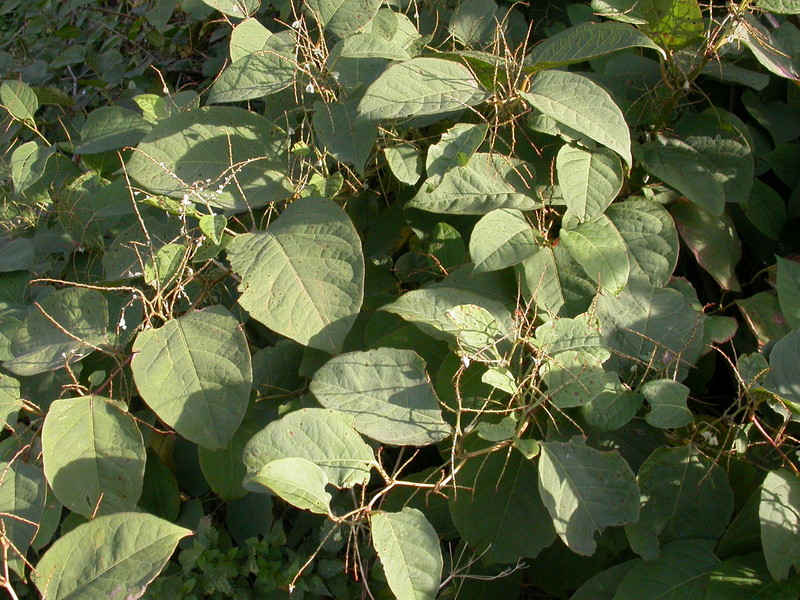 Fallopia japonica