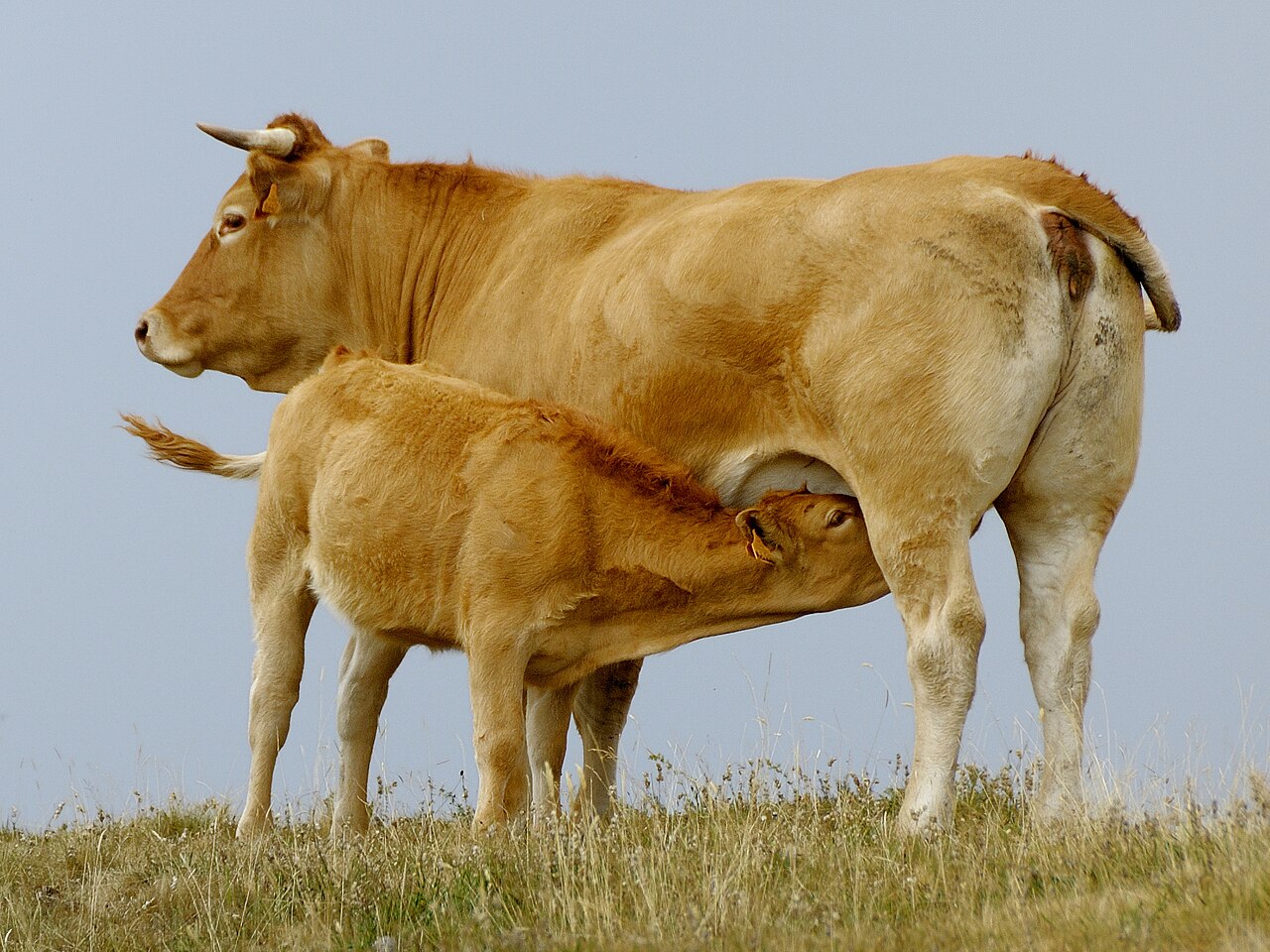 Aubrac