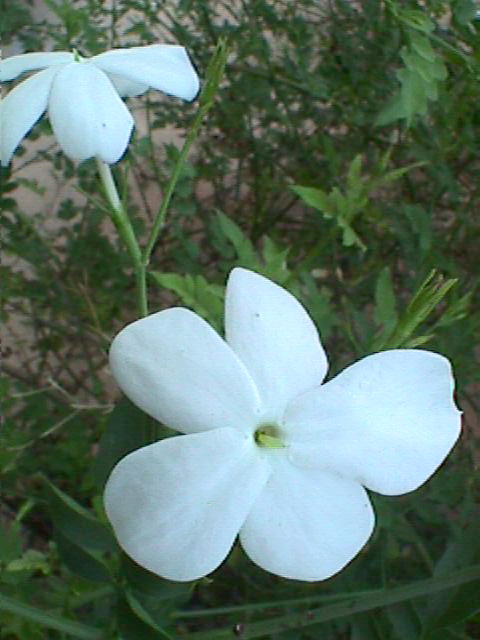 Jasminum grandiflorum