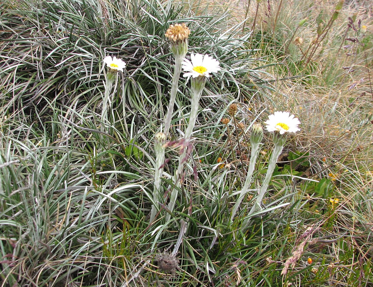 Slender snow-daisy