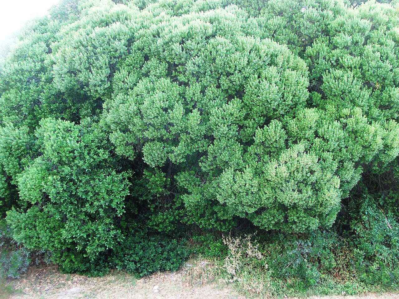 Euclea racemosa