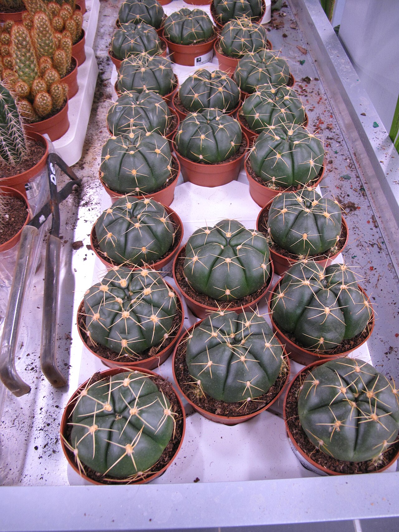 Gymnocalycium denudatum