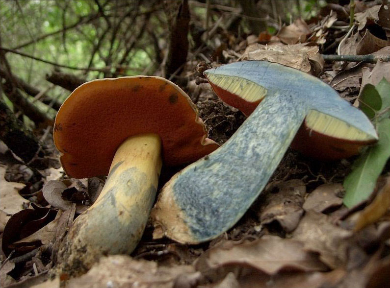 Boletus lupinus