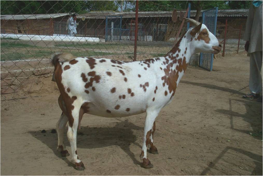 Barbari goat