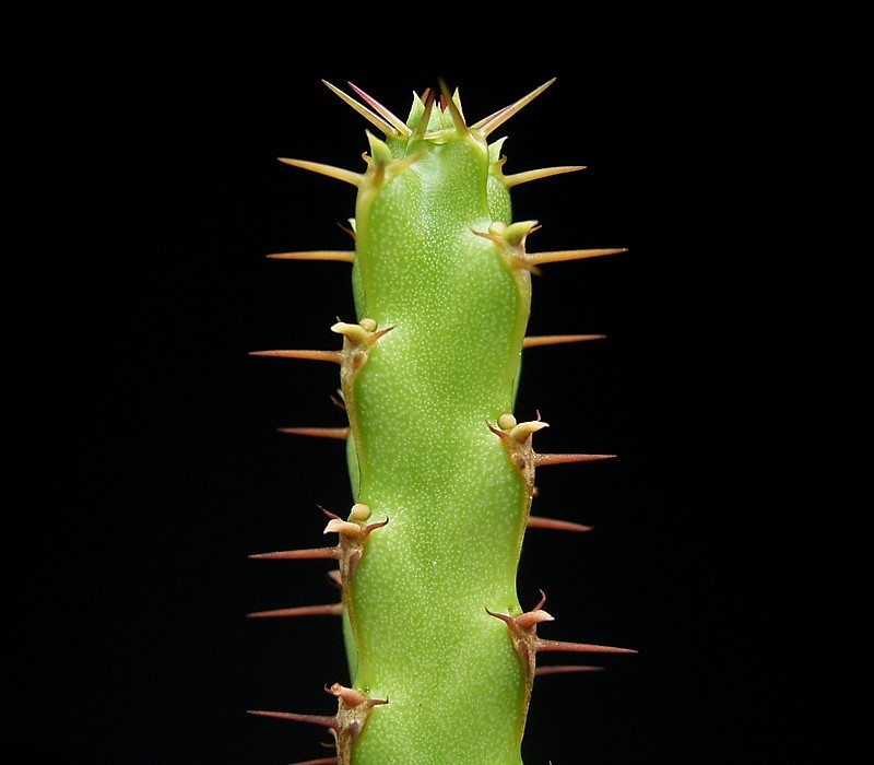 Euphorbia nubigena