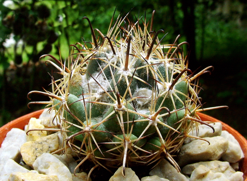Coryphantha hintoniorum