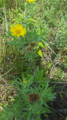Chrysopsis camporum