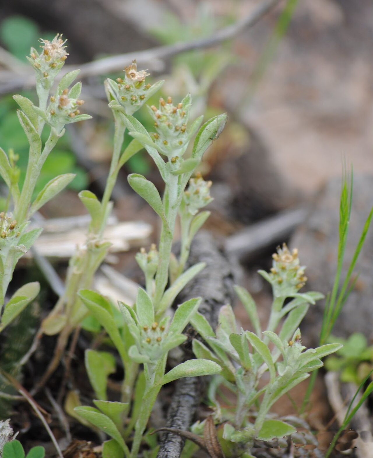 Gamochaeta pensylvanica