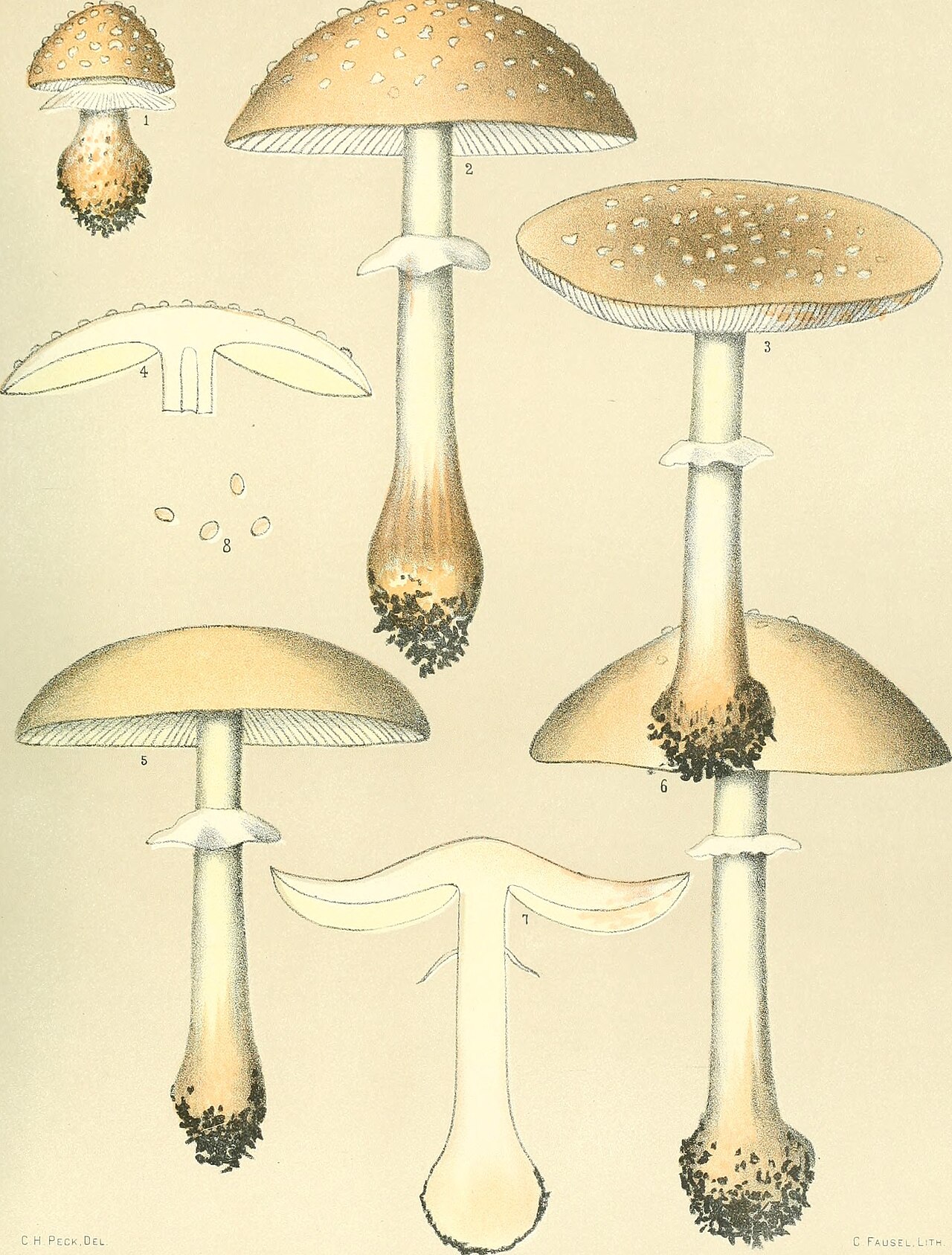 Amanita rubescens