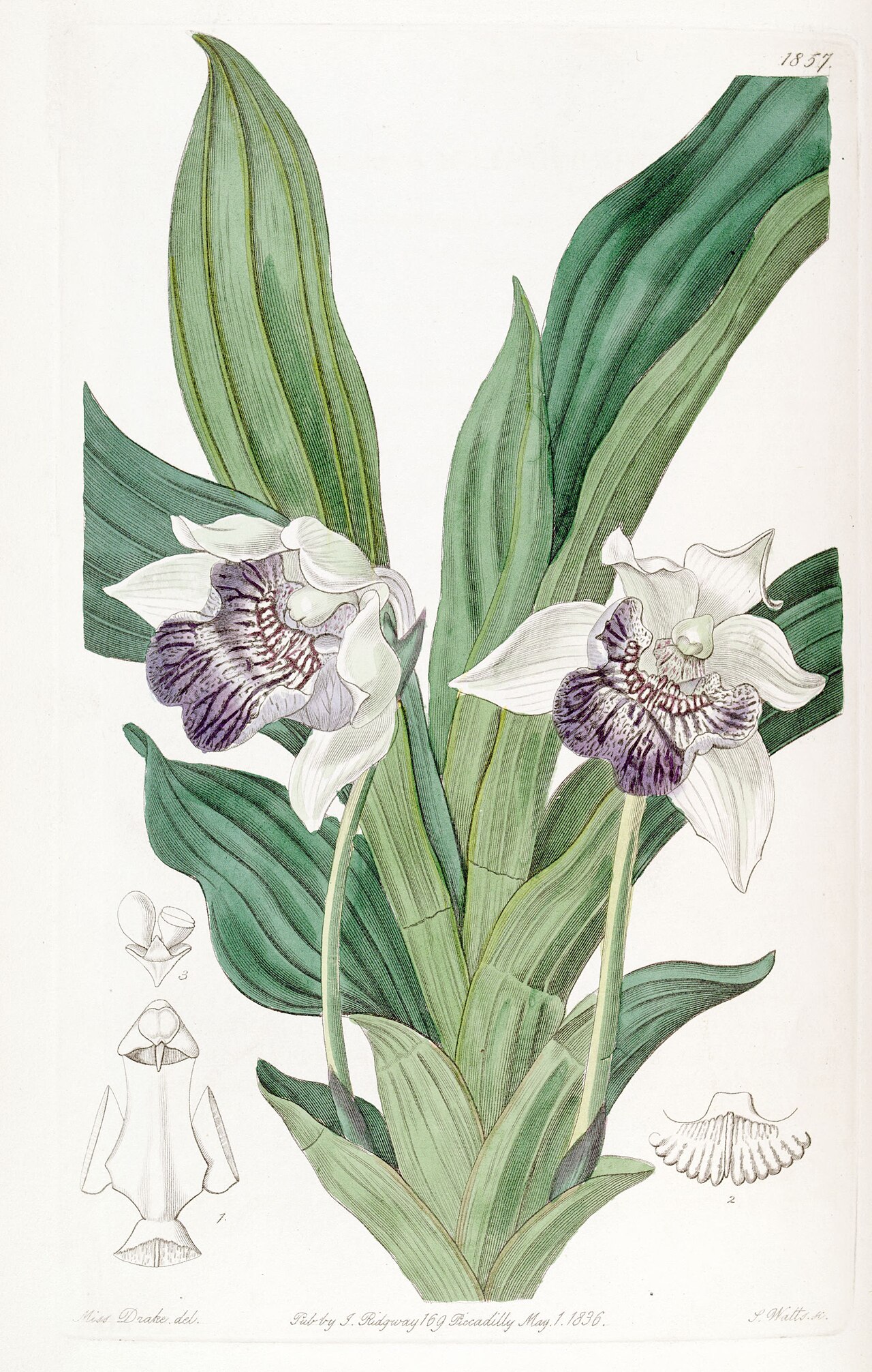 Cochleanthes flabelliformis