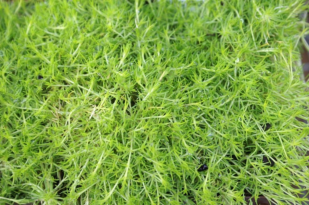 Colobanthus subulatus