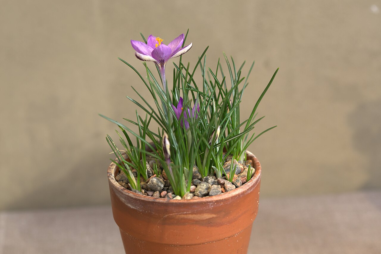 Crocus minimus
