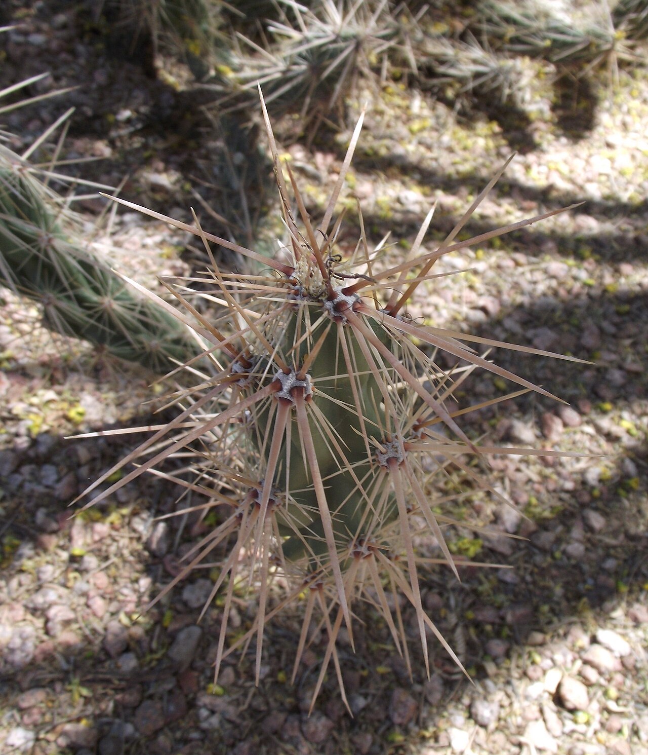 Grusonia kunzei